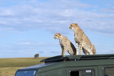 Cheetah on Land Rover