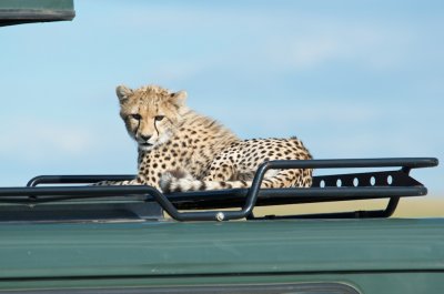 Cheetah on Land Rover