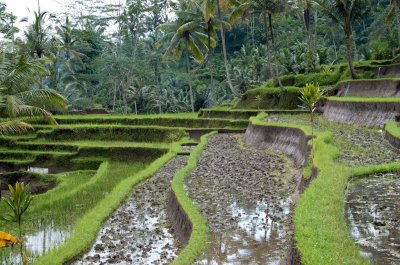 Terraced Rice Paddies