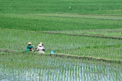 Lunchtime in the Rice Paddy