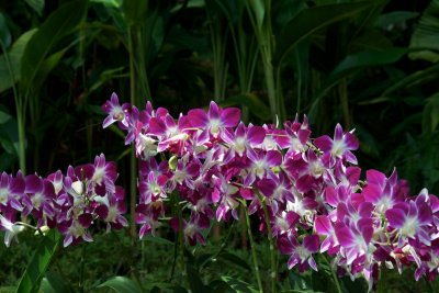 Orchids