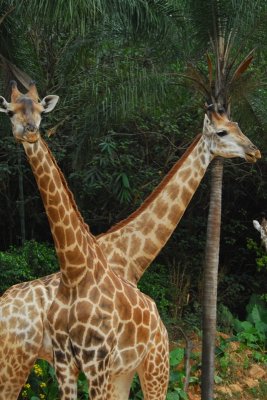 In safari park