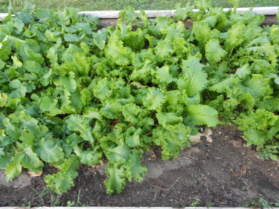 Veggies From The Garden