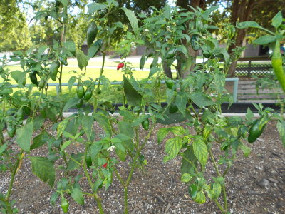 Jalapenos In The Garden