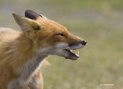 renard roux  / fox
