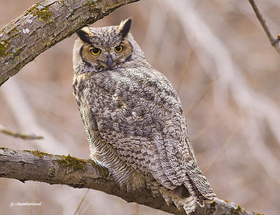 grand duc / great horned owl
