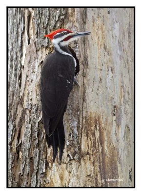 grand pic / pileated woodpecker
