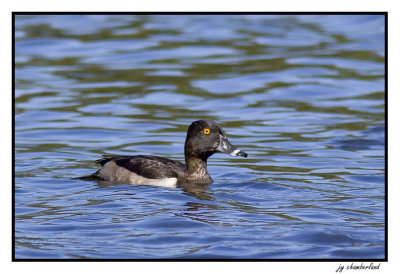 fuligule a collier / ring-necked duck