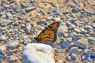 Butterfly on a moonscape 