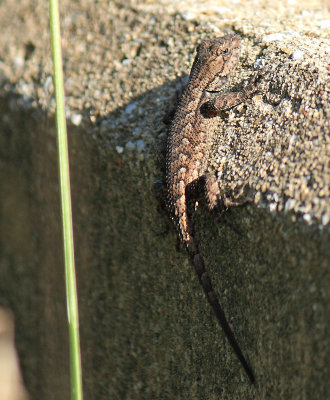 Southern KY lizzard soaks up the fall sun 