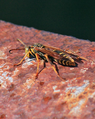 Southern Kentucky wasp on a bridge in Pulaski County