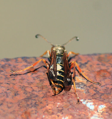 Southern Kentucky wasp on a bridge in Pulaski County 