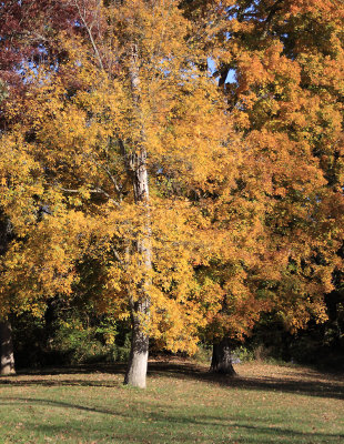 Fall color at High Bridge Park 