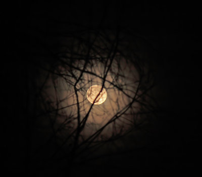 Moon in the tree