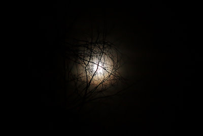 Moon in the tree