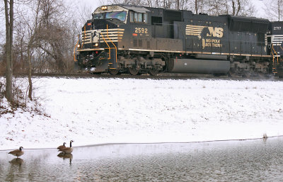 Eastbound 111 passes a Trio of geese enjoying the cold waters of Lake Wells 