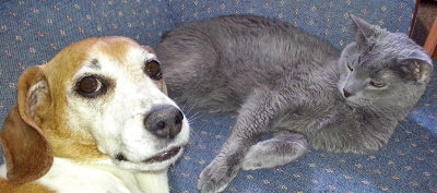 Buddies, chillin on the couch