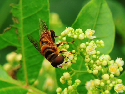 Hoverfly/Brazilian Peppertree Flower