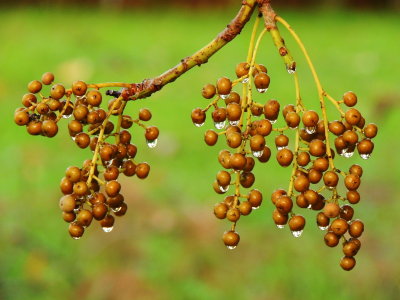Raindrops/Bischofia Javanica fruit