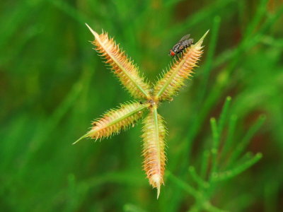 Fly/Durban Crow Foot Grass