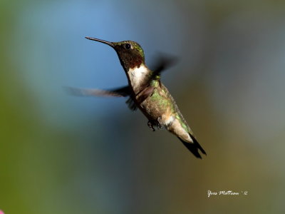 colibri