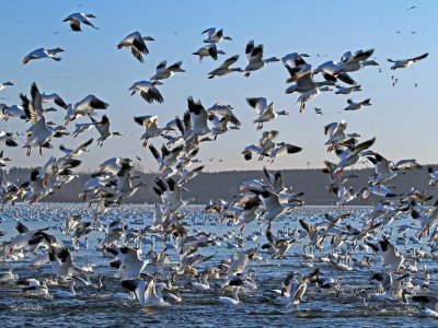 snow_geese