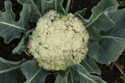 Cauliflower