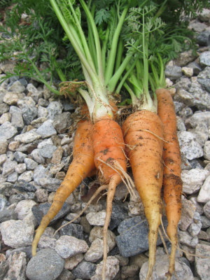 Carrots