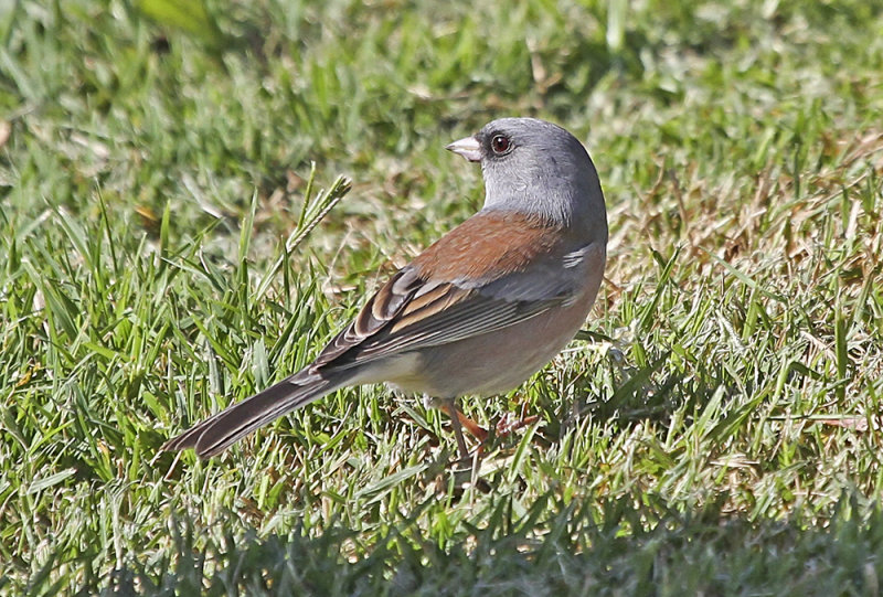 Dark-eyed Junco (pink sided)