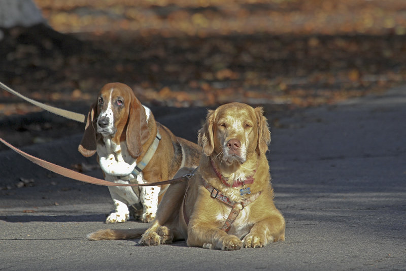 Beagle & Mix