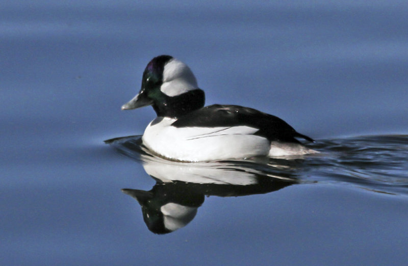 Bufflehead