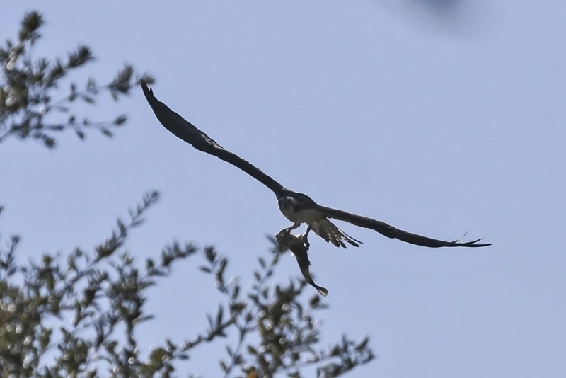 Osprey