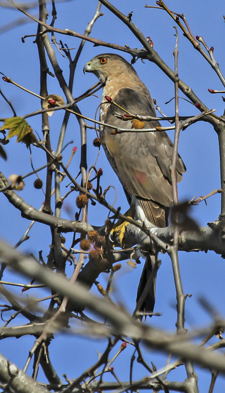 Coopers Hawk