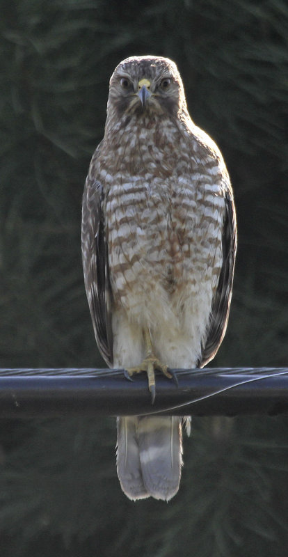 Coopers Hawk