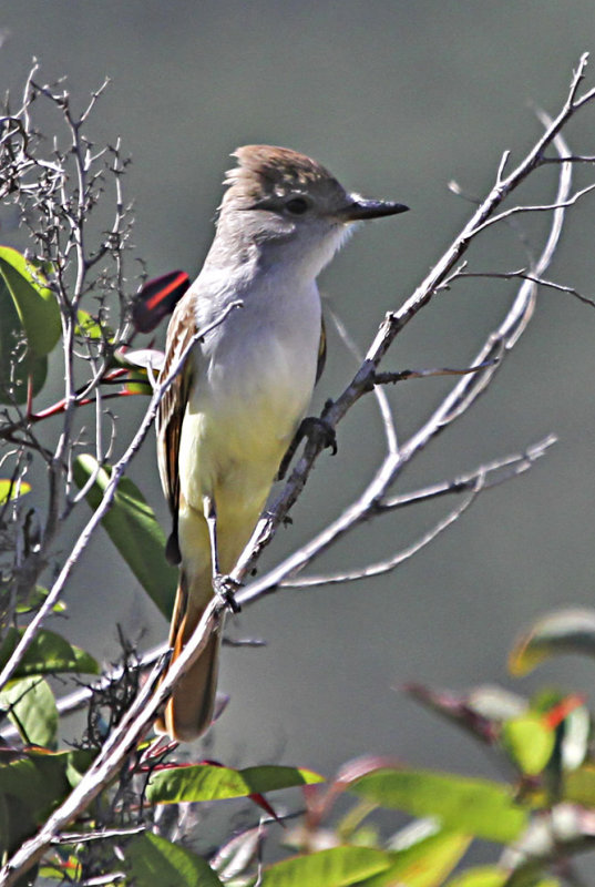 Ash-throated Flycatcher