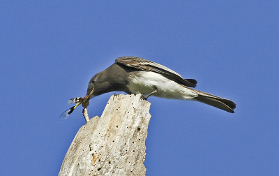 Black Phoebe