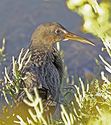 Ridgway's Rail