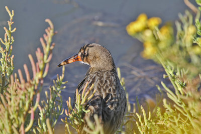Ridgway's Rail