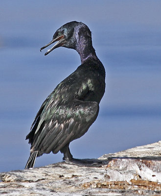 Pelagic Cormorant