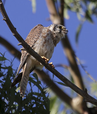 American Kestrel