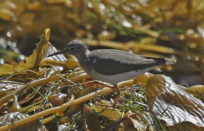 Spotted Sandpiper