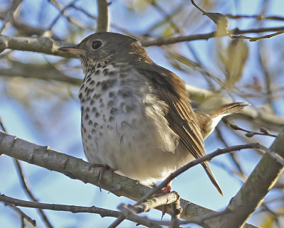 Hermit Thrush