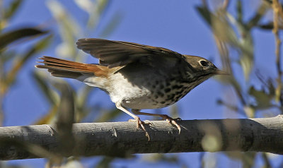Hermit Thrush