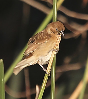 Scaly-breasted Munia