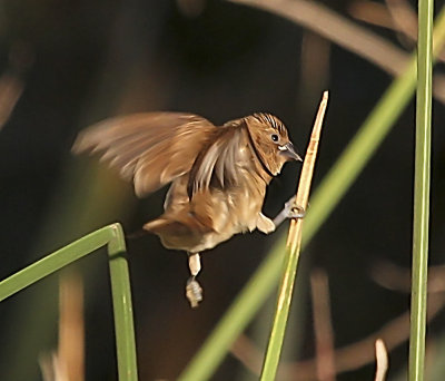 Scaly-breasted Munia