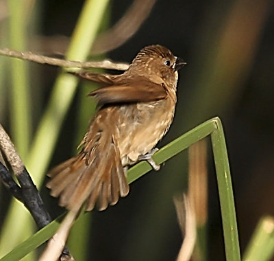 Scaly-breasted Munia