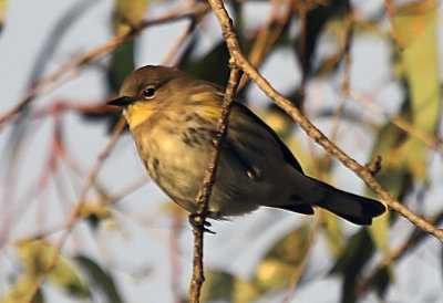 Pine Warbler 