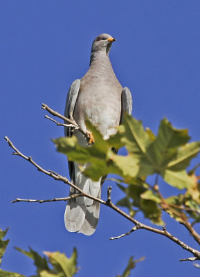 Band-tailed Pigeon