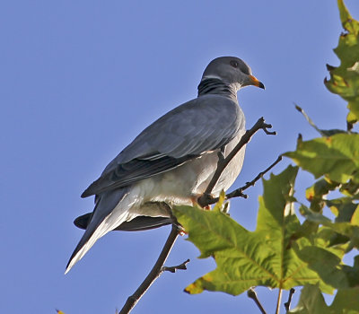 Band-tailed Pigeon