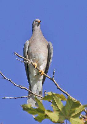 Band-tailed Pigeon